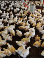 Investimentos e incentivo para expansão da avicultura no Maranhão