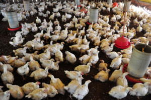 avicultura no maranhão