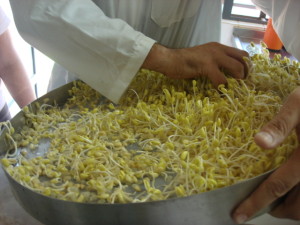 brotos de soja