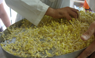 Pequenos produtores podem ganhar mais dinheiro produzindo brotos de soja