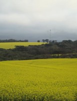 Um bom momento para o crescimento da produção de canola