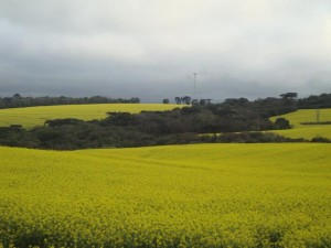 canola