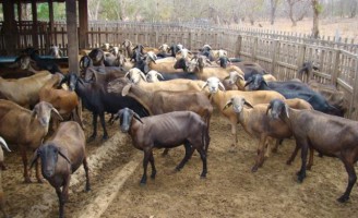 A importância de controlar a verminose em rebanhos de caprinos e ovinos.