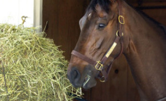 O cavalo de vaquejada exige atenção especial com a alimentação