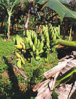 Bahia se organiza para combater a Sigatoka-negra