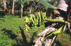 doencas da banana6