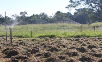 Produtores rurais do agreste pernambucano vão discutir o uso da forragem na alimentação do gado na seca