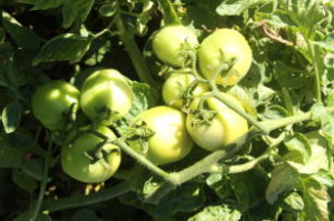 frutas de jurubeba