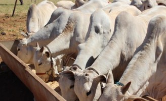 Maquinas misturadoras de ração oferecem mais qualidade para o alimento certo do rebanho