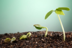 germinação