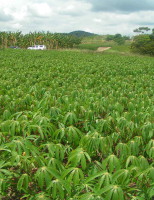 Treinamento para quem quiser aprender mais como se cultiva mandioca