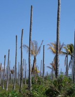 Como identificar o ataque do amarelecimento-letal em coqueiros