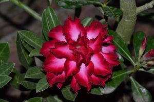 rosa do deserto 1