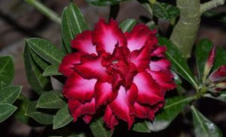 Flores do deserto ocupam espaço da pecuária no norte do Brasil