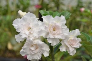 rosa do deserto 2