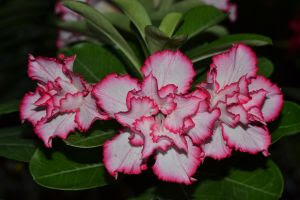 rosa do deserto 3