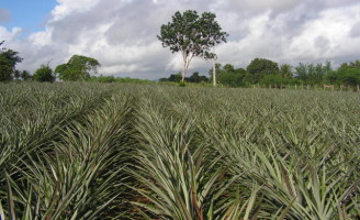 Um curso para ensinar o produtor a cultivar abacaxi usando boas práticas agrícolas