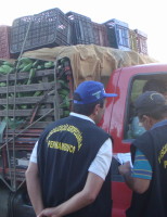 Pernambuco reforça fiscalização para tentar evitar a entrada da Sigatoka Negra nas plantações de banana