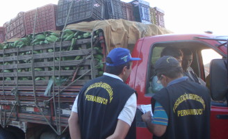 Pernambuco reforça fiscalização para tentar evitar a entrada da Sigatoka Negra nas plantações de banana