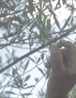 Projeto inédito estimula plantação de oliveiras no Brasil