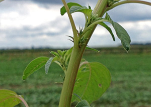 Planta Praga exótica