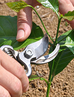 Uma boa poda aumenta a produtividade na plantação de café