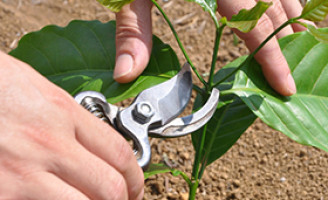 Uma boa poda aumenta a produtividade na plantação de café