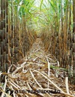 Recursos do BNDES serão liberados para incentivo a novas variedades de cana