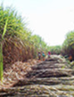 Biofertilizante para cana e milho aumenta produtividade e fertilidade no solo