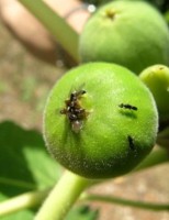 Especialistas testam um novo polinizador para as plantações de figo no Brasil