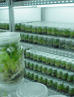 Abertas as inscrições para quem quiser participar de curso sobre micropropagação