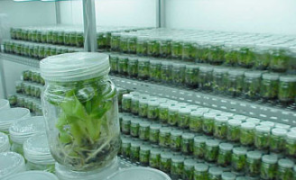 Abertas as inscrições para quem quiser participar de curso sobre micropropagação