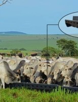 Novos cochos facilitam a criação do gado
