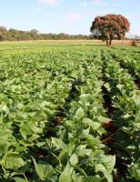 Cultivo do feijão ganha  mais desempenho com uso de tecnologia para  a agricultura familiar