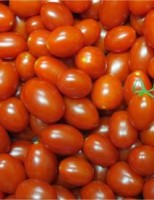 Pragas mosca-branca atormentam produtores de várias culturas
