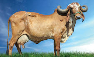 A vaca gir filha de touro renomado é Grande Campeã do Concurso Leiteiro Natural