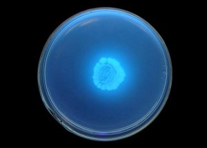 Bacteriose no maracujá