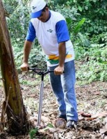 Para facilitar a vida dos produtores de banana
