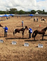 Festa do Cavalo termina neste domingo em Gravatá