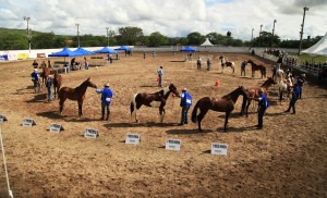 festa do cavalo