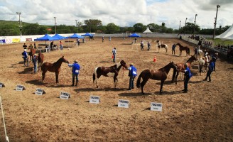 Festa do Cavalo termina neste domingo em Gravatá