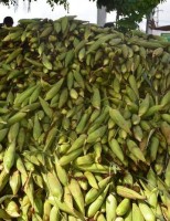 Plantão do milho no Ceasa PE valoriza a comercialização por um preço mais barato