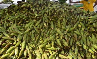 Plantão do milho no Ceasa PE valoriza a comercialização por um preço mais barato