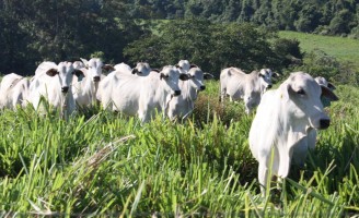 Seleção genética busca consolidar marmoreio nos animais da raça Nelore