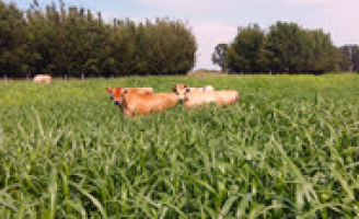 Nova semente de capim plantada no sul aumenta riqueza para a pecuária