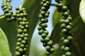 pimenta do reino - verde no cacho
