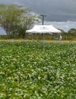 Especialistas afirmam que o estado de Sergipe pode ser um grande produtor de soja