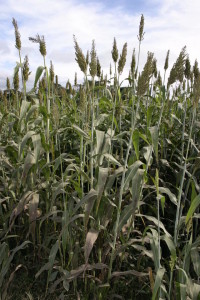 sorgo plantio
