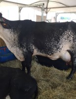 Uma vaca recordista de produção de leite