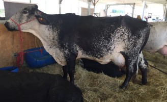 Uma vaca recordista de produção de leite